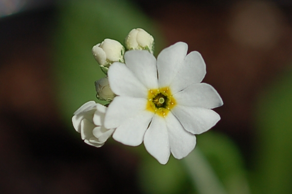 Primula modesta var. fauriae f. leucantha Image