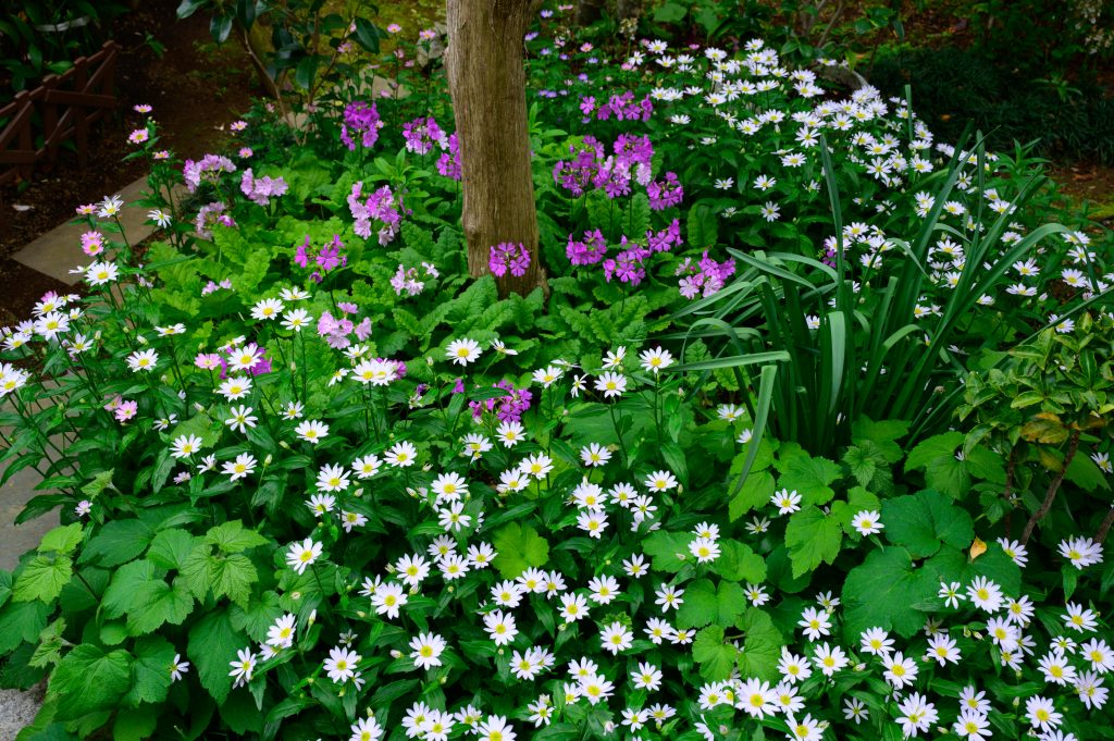 A邸のサクラソウ