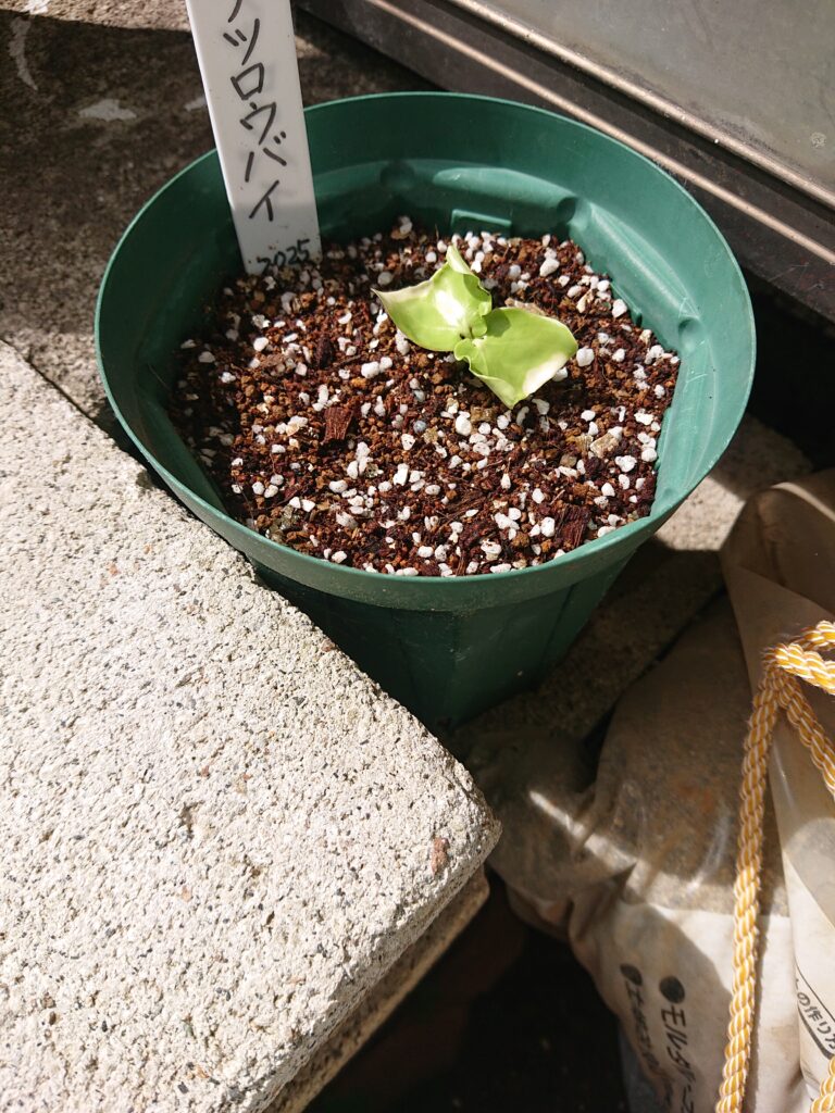 ナツロウバイの発芽