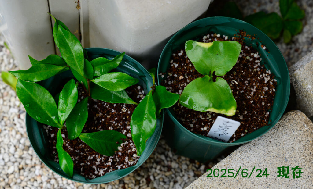 ナツロウバイの現在