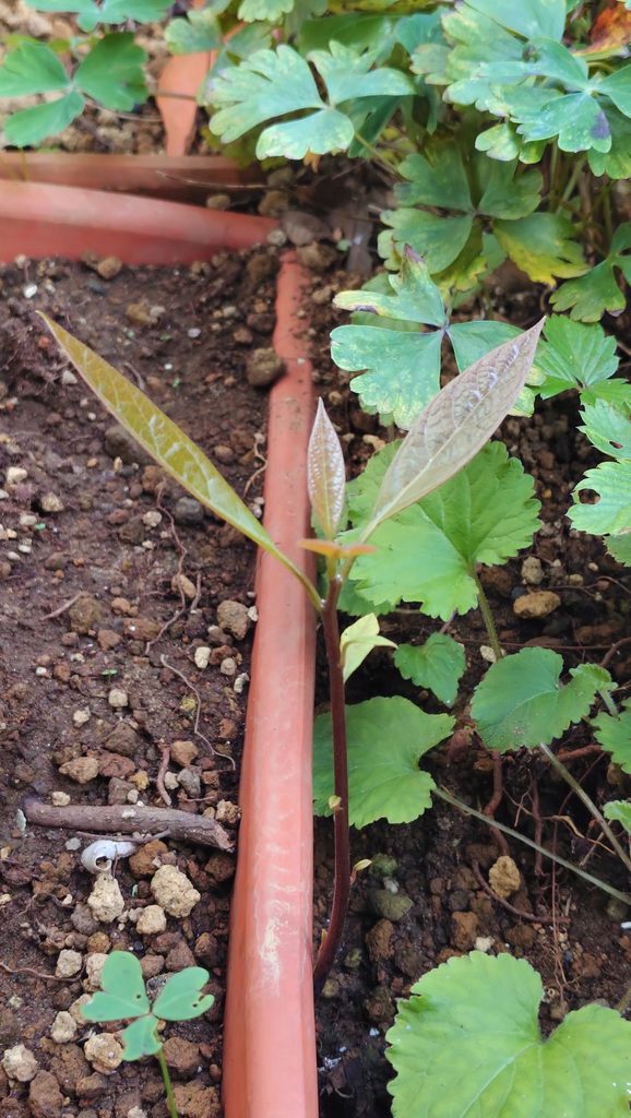 何かが発芽…アボカドらしい