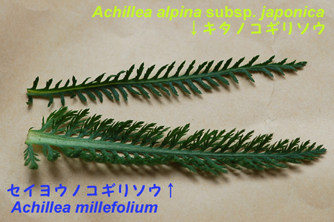 achillea.jpg