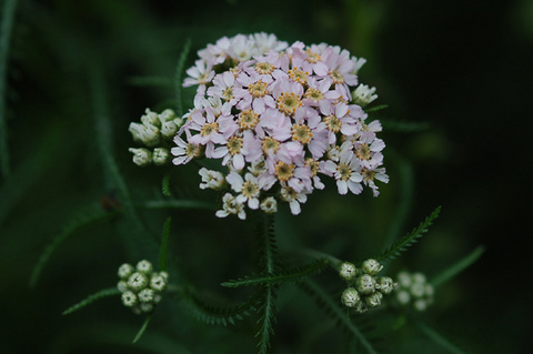 achillea_alpina_japonica060622.jpg
