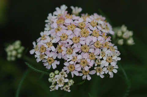achillea_alpina_japonica060623.jpg