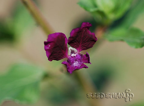 cuphea_Kiyosato070528-2.jpg
