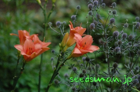 hemerocallis_Otomegokoro090704.jpg
