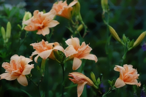 hemerocallis_SiloamDoubleClassic090704.jpg