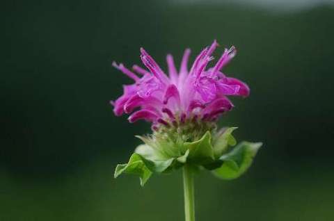 monarda_didyma_PanoramaMixed090618.jpg