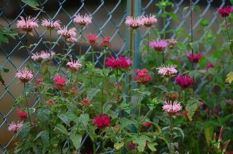 monarda_didyma_PanoramaMixed090619-1.jpg