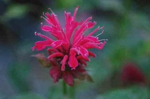 monarda_didyma_PanoramaMixed090620-1.jpg