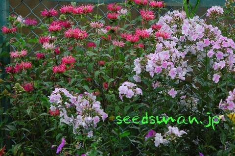 monarda_didyma_PanoramaMixed090704.jpg