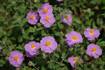 cistus_incanus090502-4.jpg