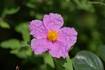 cistus_incanus090509.jpg