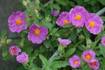 cistus_incanus090511.jpg