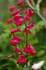 penstemon_gloxinioides080608.jpg