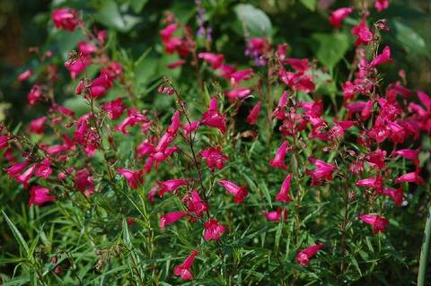 penstemon_gloxinioides090605.jpg