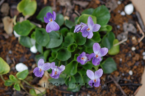 Viola_odorata_QueenCharlotte070327.jpg