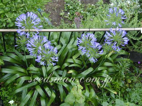 Agapanthus praecox 'Shihohden'