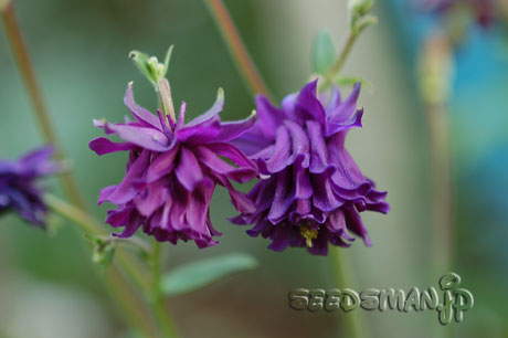 aquilegia_070508.jpg