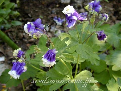 Aquilegia 'Blue Bonnets'