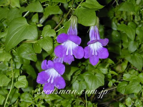 Asarina barclayana 'Formula Mix'