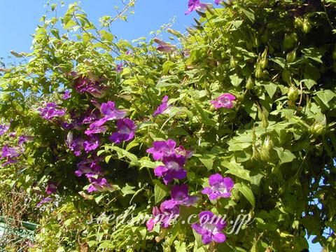 Asarina barclayana 'Formula Mix'