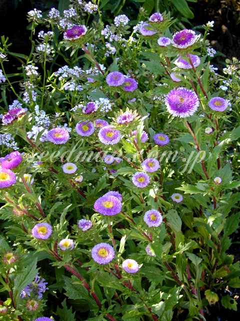 aster_liliput_040605.jpg