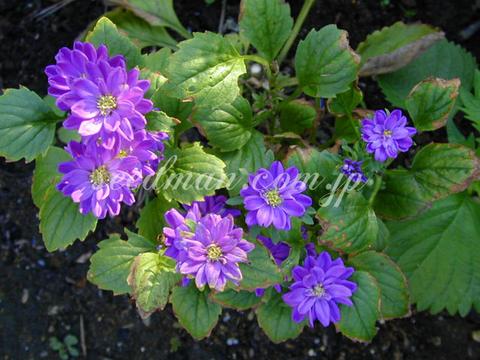 Callistephus chinensis
