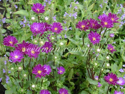 Callistephus chinensis