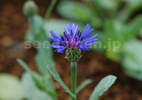 centaurea_cyanoides_BlueCarpet060525-2.jpg