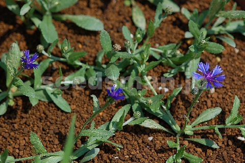 centaurea_cyanoides_BlueCarpet060525.jpg