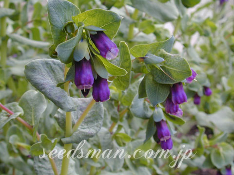 cerinthe_major0304122.jpg