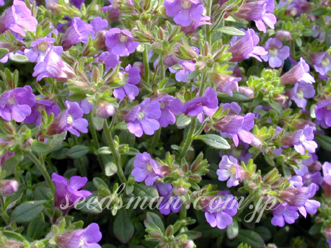 chaenarrhinum_origan0405012.jpg