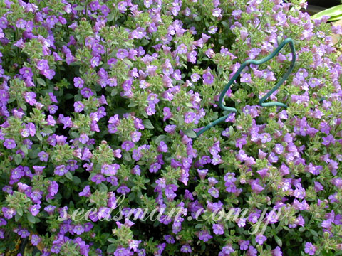 chaenarrhinum_origani040501.jpg