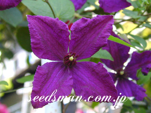 clematis_viticellaP020528.jpg