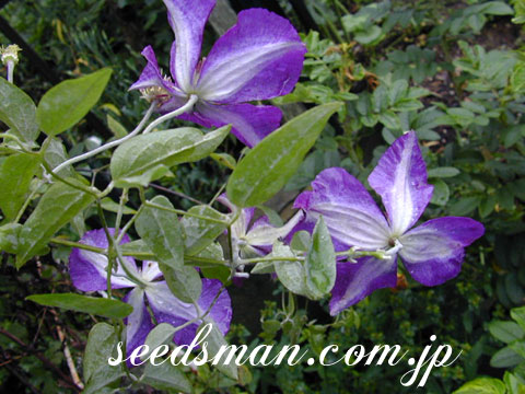 clematis_viticellaP020630.jpg