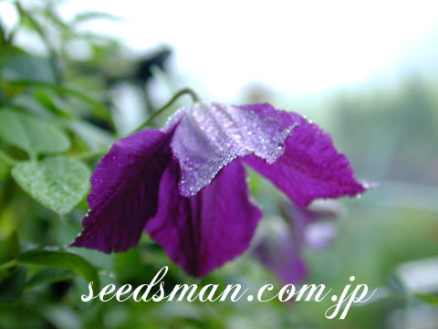 clematis_viticellaP030821.jpg