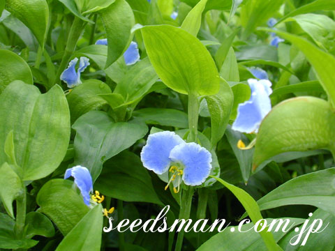 commelina_communis030801.jpg