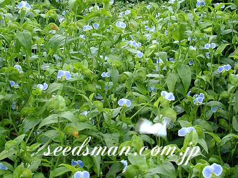 commelina_communis030812.jpg