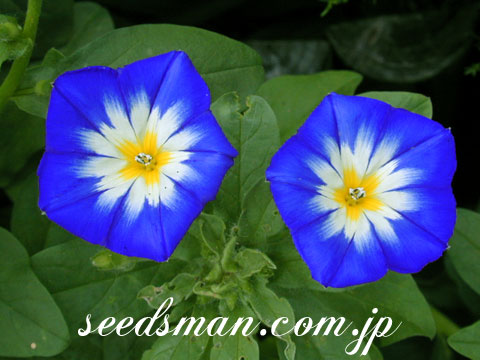 convolvulus_BlueEnsign020704.jpg