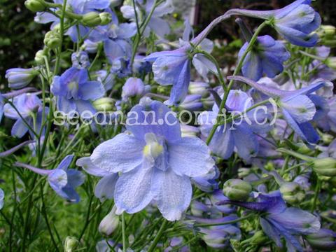 Delphinium grandiflorum 'Summer Blues'