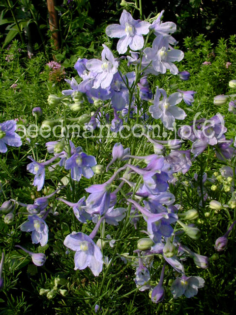delphinium_grandiflorum_SummerBlues040528.jpg