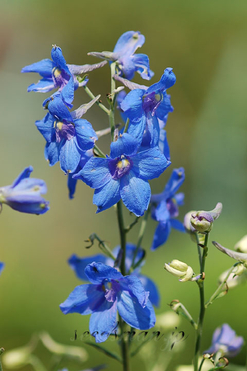 delphinium_grandiflorum_SummerNight060619.jpg