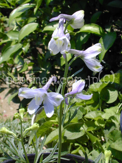 delphinium_tatsienense040703.jpg