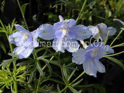 delphinium_tatsienense040715.jpg