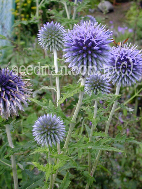 echinops050727.jpg