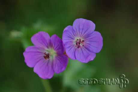 geranium_Rozanne070705-1.jpg