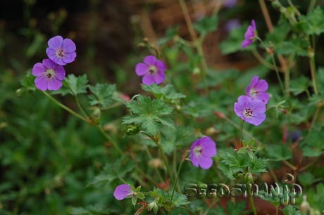 geranium_Rozanne070705-2.jpg