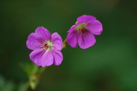 geranium_Rozanne070806.jpg