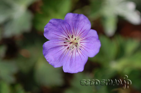 geranium_Rozzanne070603.jpg